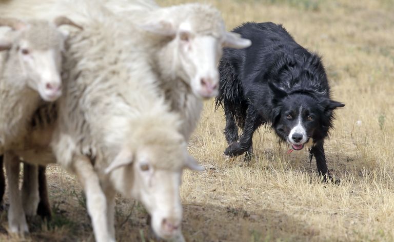 USAs toimus karjakoerte võistlus, kus lambad näitasid, kui head hüppajad nad on