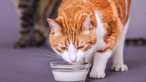 ETTEVAATUST ⟩ 9 toiduainet, mis on kasside jaoks äärmisel ohtlikud