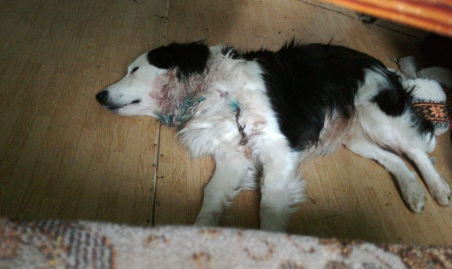 Изображенной на фото собаке удалось выжить после нападения волков.