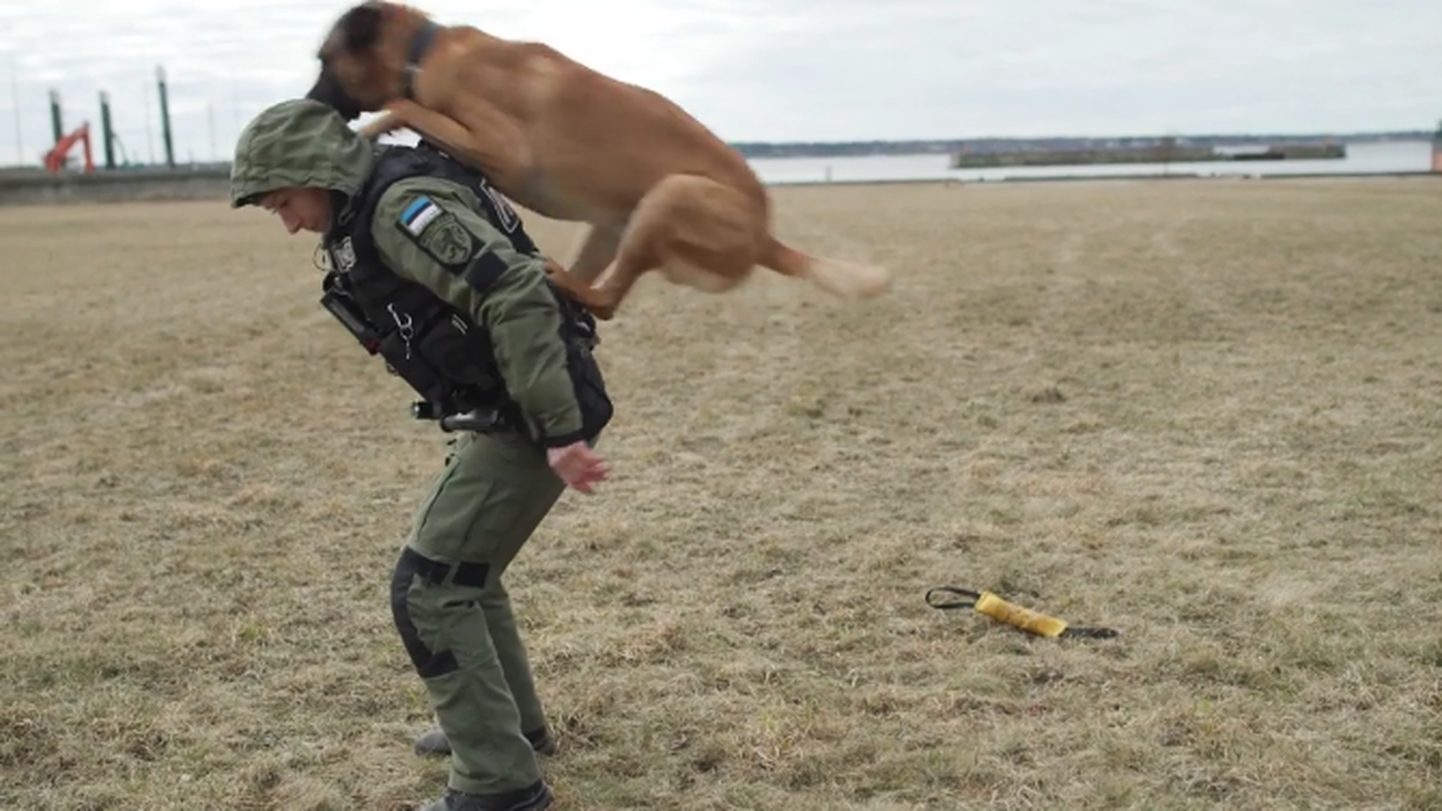 Koerajuht näitab trikke, mida üks politseikoer kindlasti oskama peab.