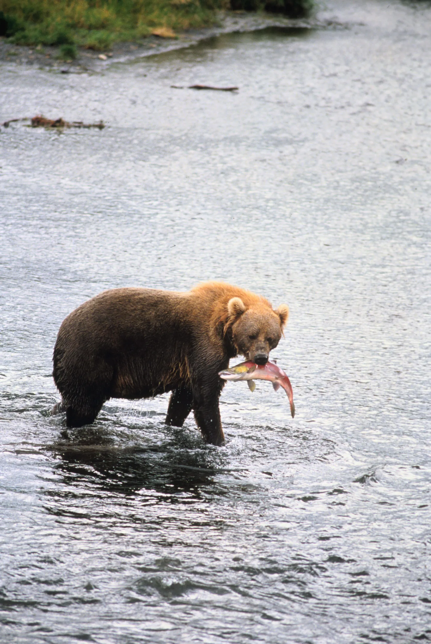 Kodiaki pruunkaru kalastamas.
