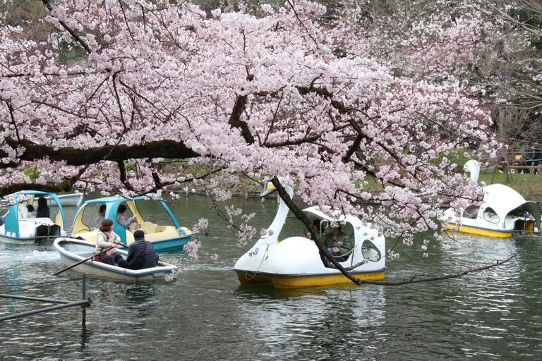 Jaapanlased Tokyo Inokashira pargis kirsse imetlemas