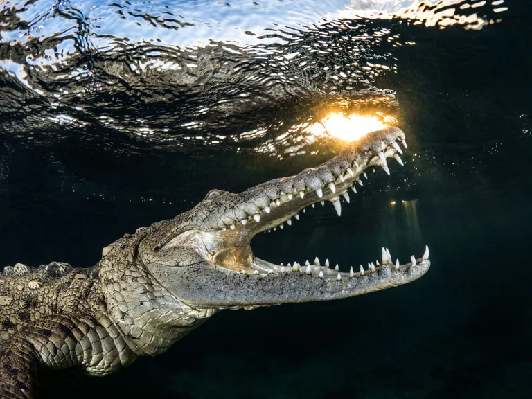 Teravkoon-krokodill