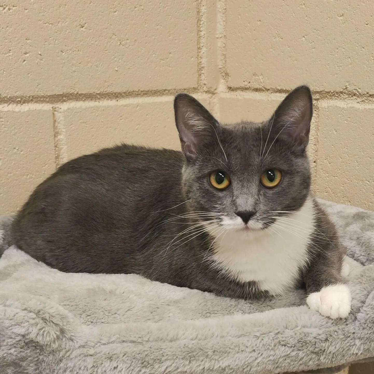 Maia.