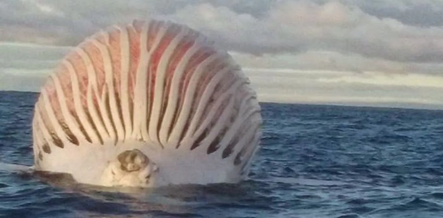 Artikli foto