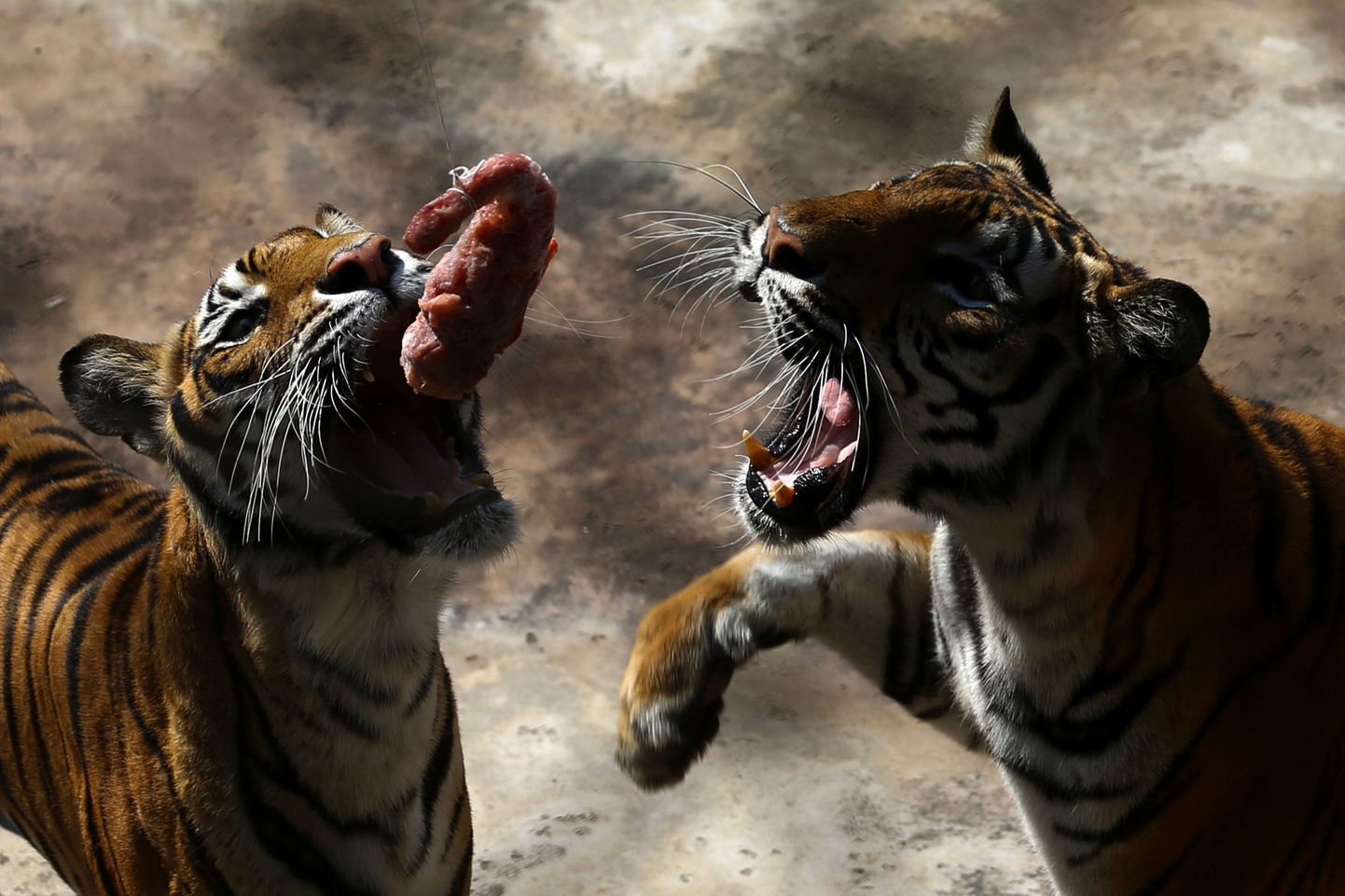 Тигры. Фото иллюстративное
