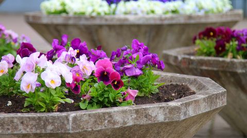 Kevadega võõrasemad aias: millal on õige istutamise aeg?