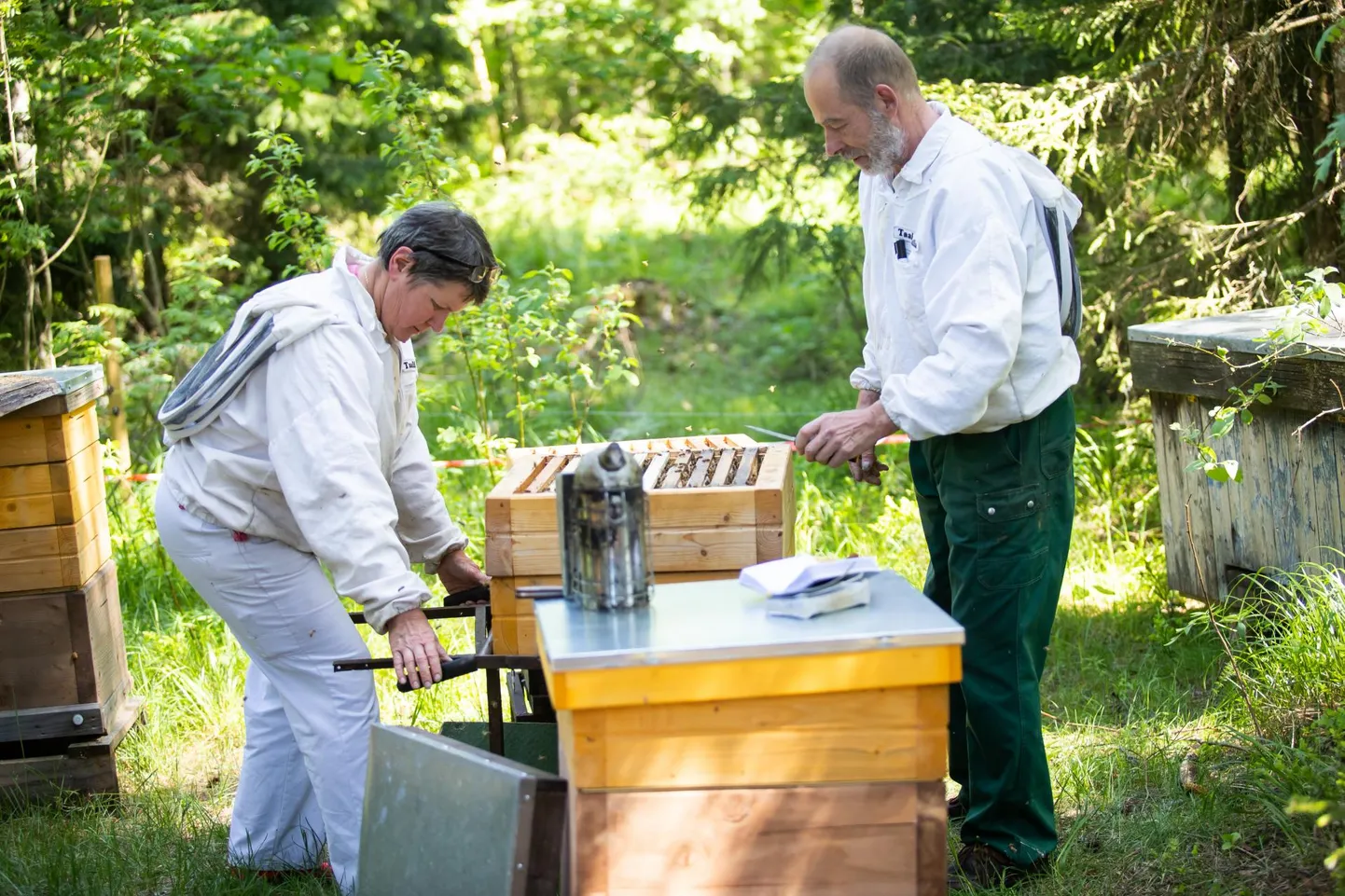 Aili Taali ja Tõnis Taali mesitarud asuvad muu hulgas keset metsa. Karude eest kaitsevad tarusid aed ja paugutid.