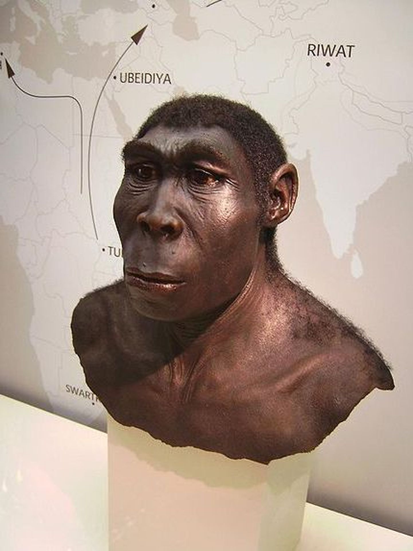 Homo erectus`e rekonstruktsioon