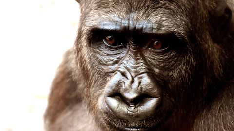 Anekdoot: korraga tormab puu otsast alla suur gorilla