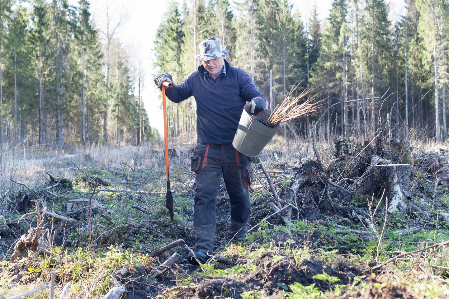Lisaks oma raietöölistele on RMK metsa istutamiseks käed löönud veel 146 töövõtjaga.