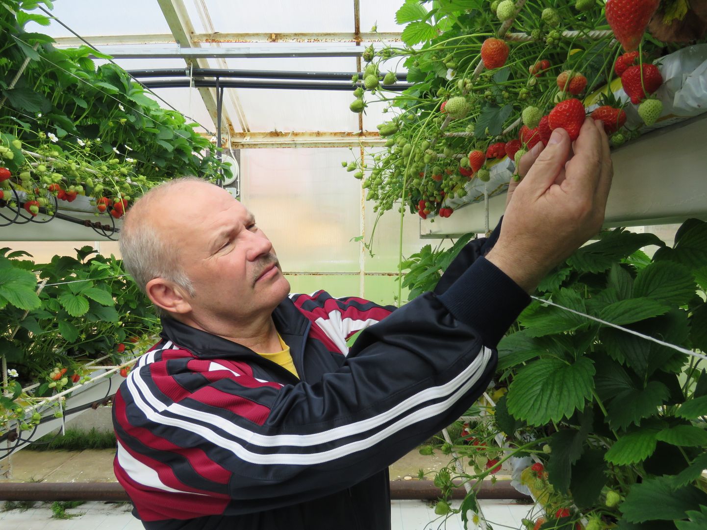 Mustangi talu peremees Aarne Musting on kasvuhoones maasikaid kasvatanud 15 aastat.