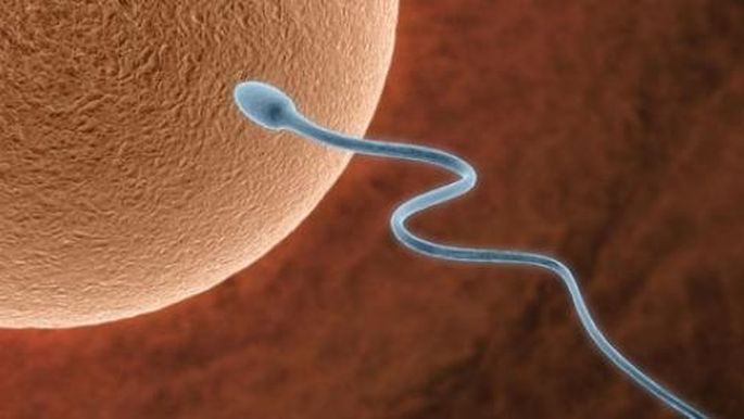 Нарушения сперматогенеза - Гинекология и акушерство - Справочник MSD Профессиональная версия