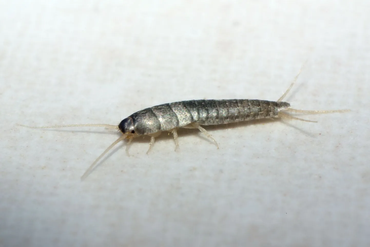 Majasoomukas