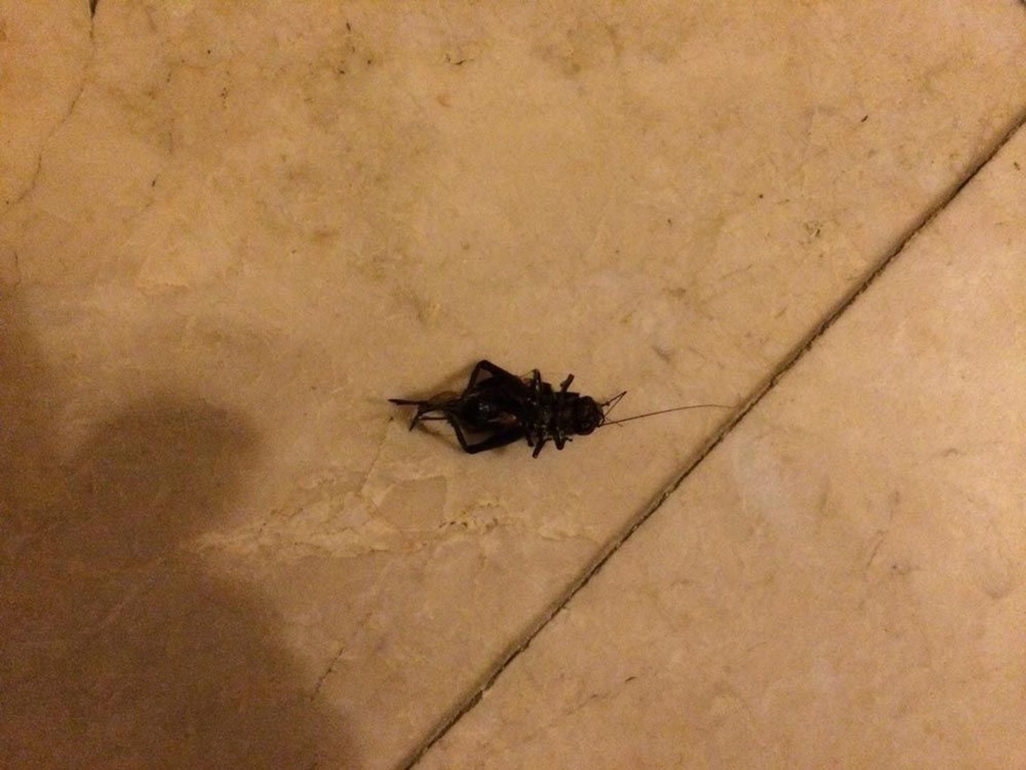 Pesemata põrandal vedeles surnud putukas.