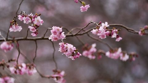 Pirmdien Latvijā būs saulains un sauss laiks