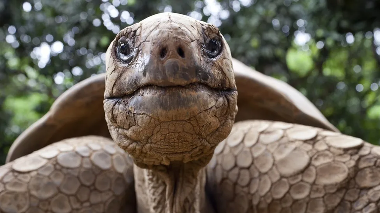 Ученые наблюдали спаривание галапагосских черепах в разгар полного затмения в 2017 году