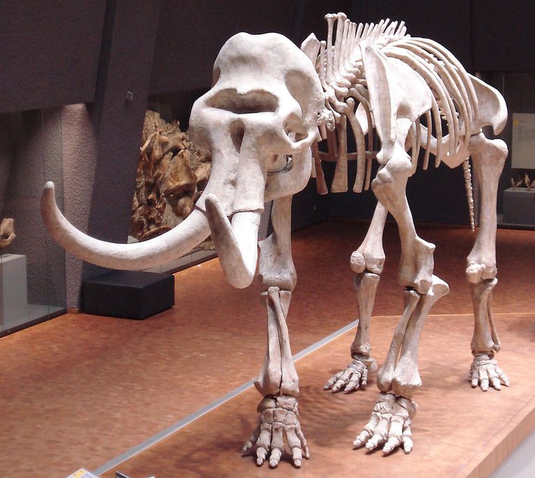Изображение скелета Mammuthus primigenius fraasi, Национальный музей природы Штутгарта