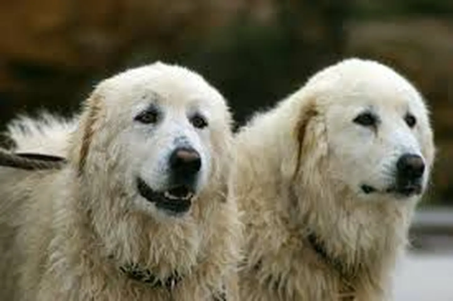 Maremma lambakoerad on truud ja kuulekad töökoerad, kes vajavad palju liikumist.