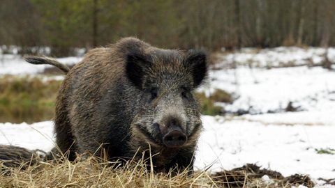 Ebaseaduslik metssea küttimine vibuga tekitab jahimeeste hulgas pahameelt