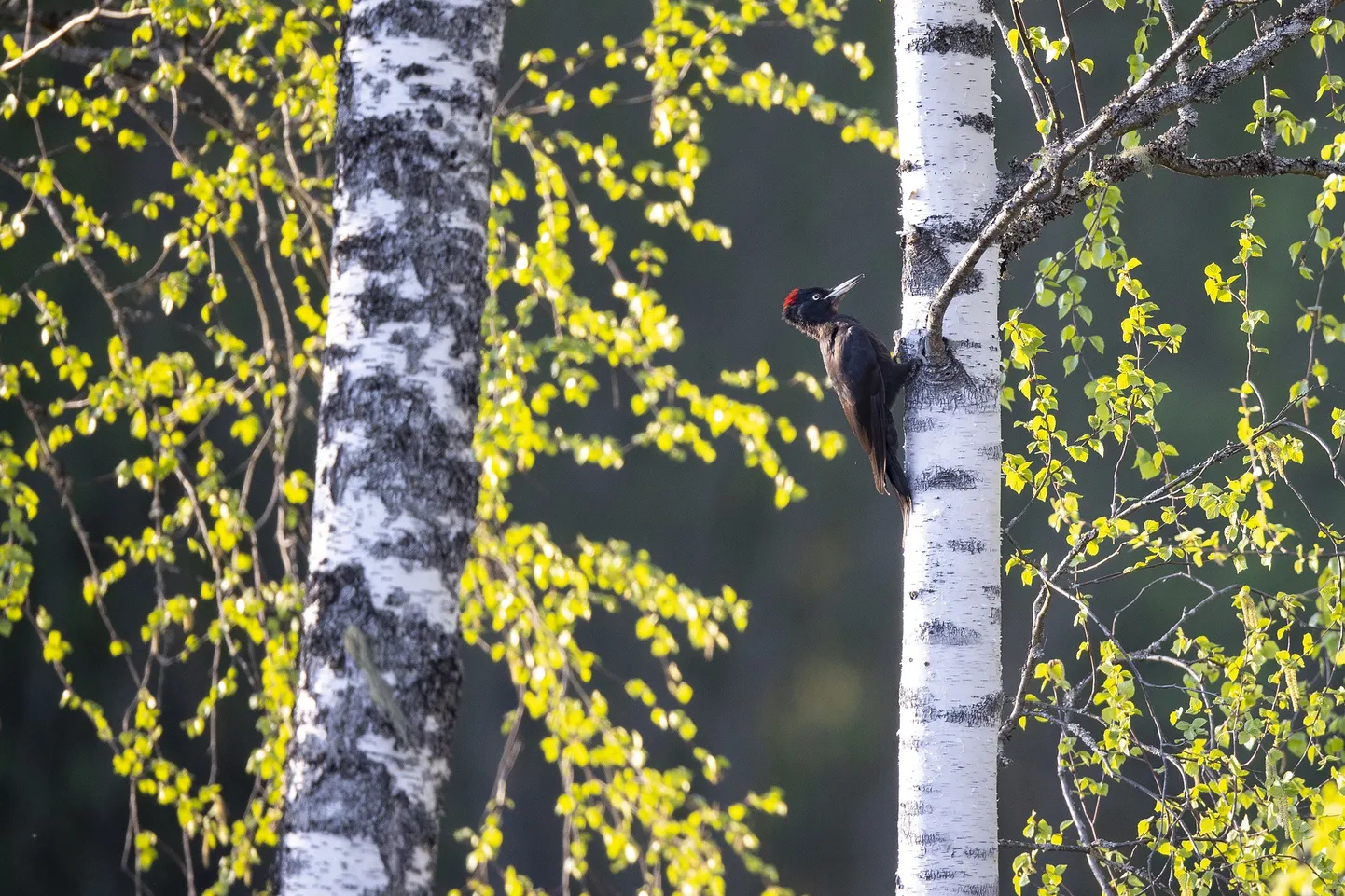 Loodusfoto konkursile Vereta Jaht esitatud töö musträhnist.