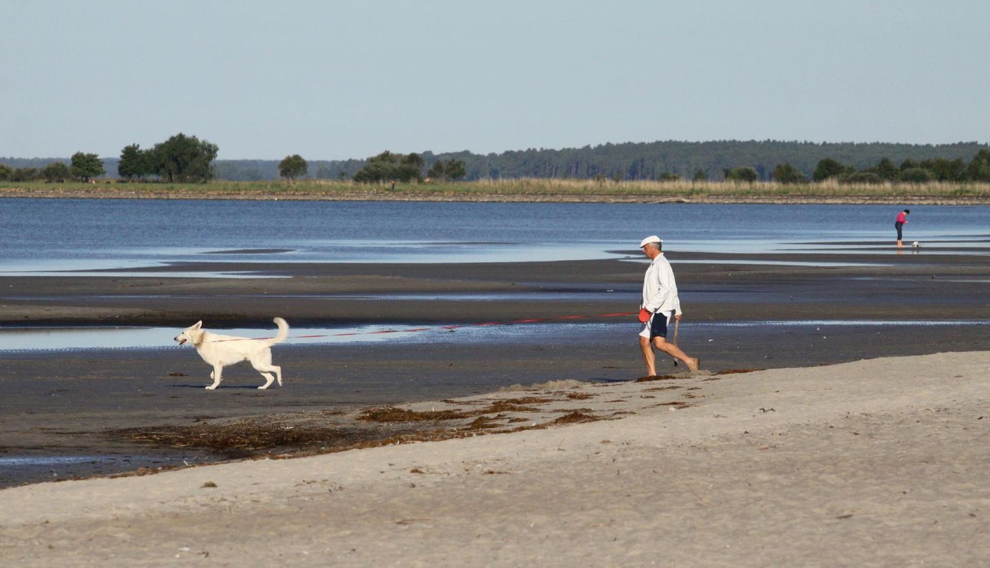 Koeraga rannas jalu­tades peab olema ettevaatlik, sest loomad on eri bakteritele vastuvõtlikumad kui inimesed.