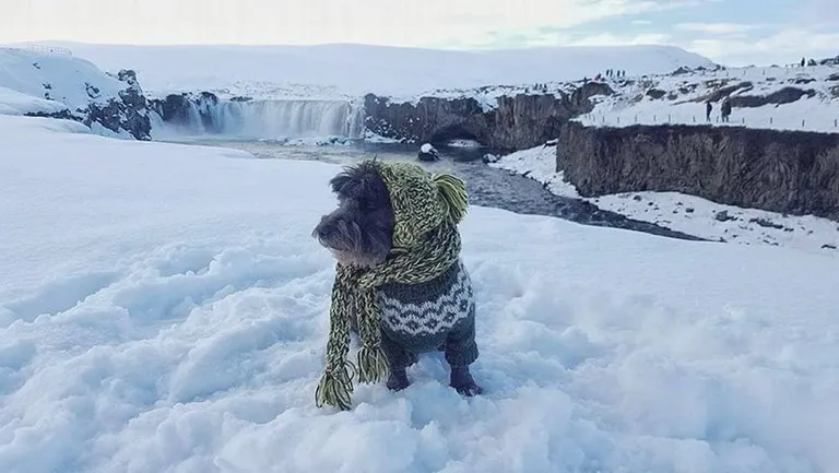 Sirilin Keskla koer Svammi Islandil.