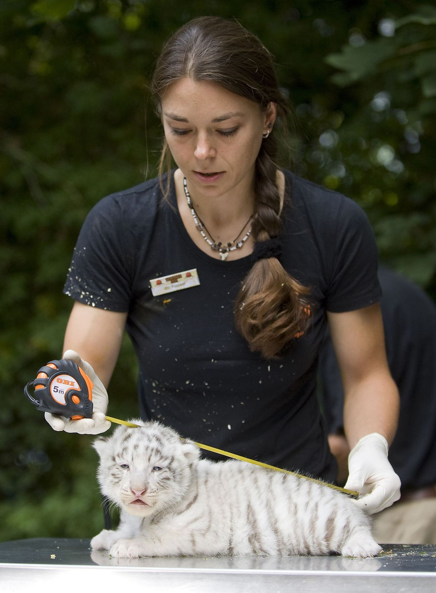 Veterinaar Christiana Hensel valget tiigrikutsikat mõõtmas