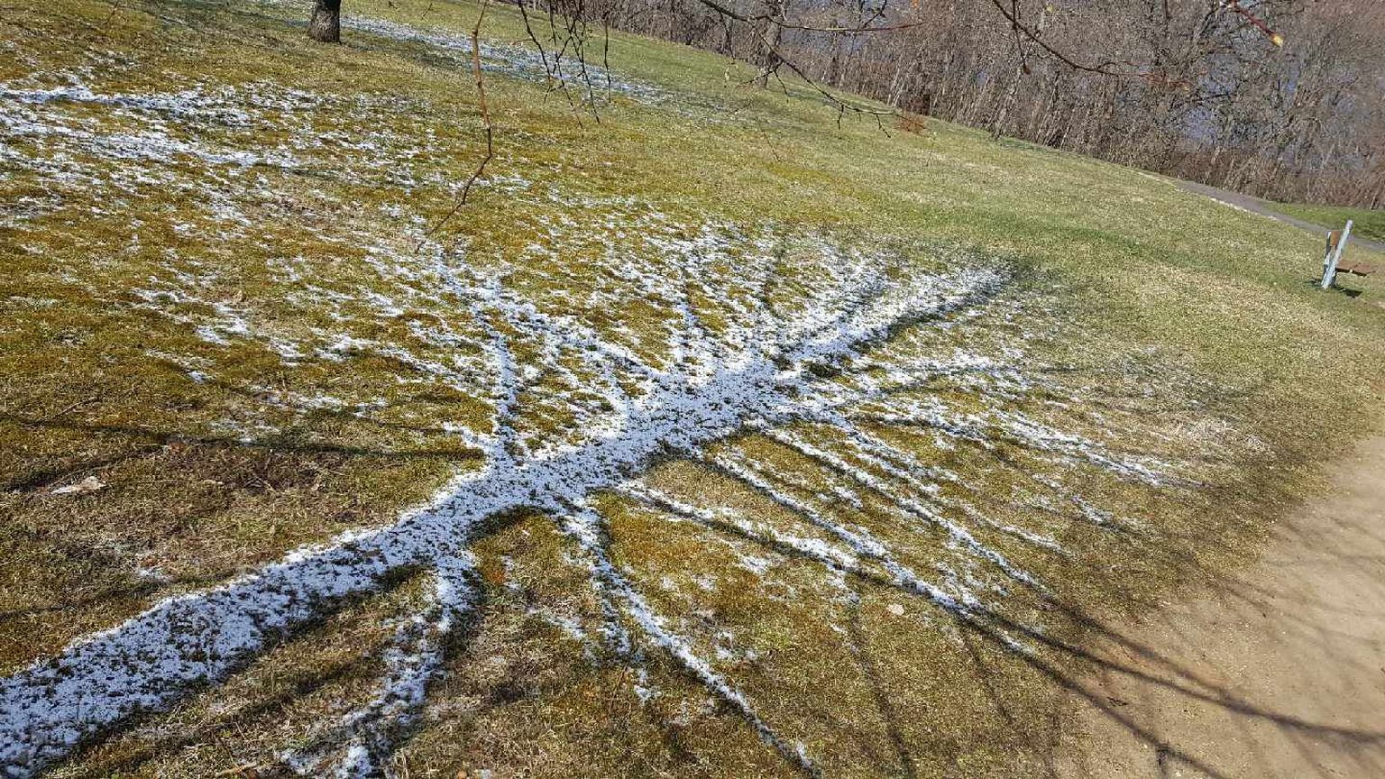Rakvere tammikus sulas lumi silmanähtavalt puu varju ümbert.