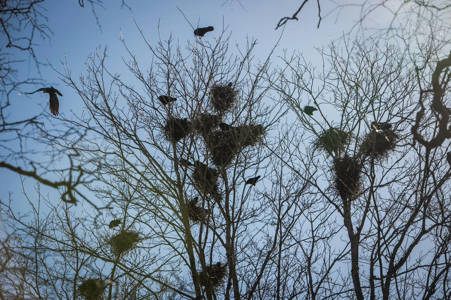 Pärnu linnavalitsus küsis keskkonnaametilt luba, et varesepesi hävitada.