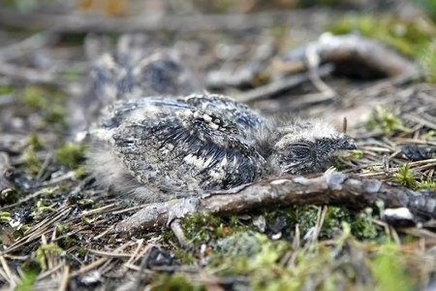 Pildil on Öösorri poeg ja pesa.