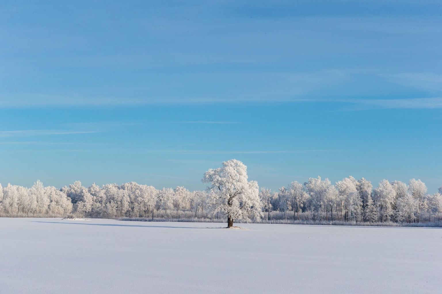 Talvel aeglustuvad kõik puudes toimuvad protsessid ning pealtnäha neis elutegevust justkui ei olegi. Tegelikult on puud iselaadi talveunes.