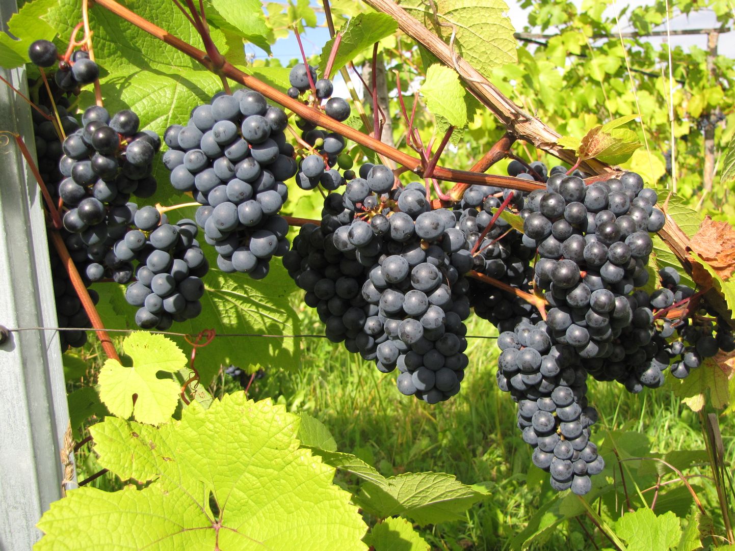 Eestis on praegu 40 viinamarjakasvataja ringis – enamik neist teeb veini, kuid on ka lauamarja kasvatajaid.