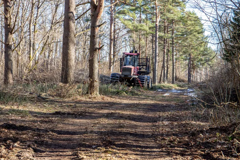 Küünlakuu lõpus valdusi üle vaatama läinud erametsaomanik Valdur Rohi sattus enda metsas ragistava harvesteri peale. Puudelangetajaks osutus riigimetsa majandamise keskus (RMK), mis oli soovinud rajada enese maale tee, kuid asunud seda tegema valel pool kinnistupiiri.