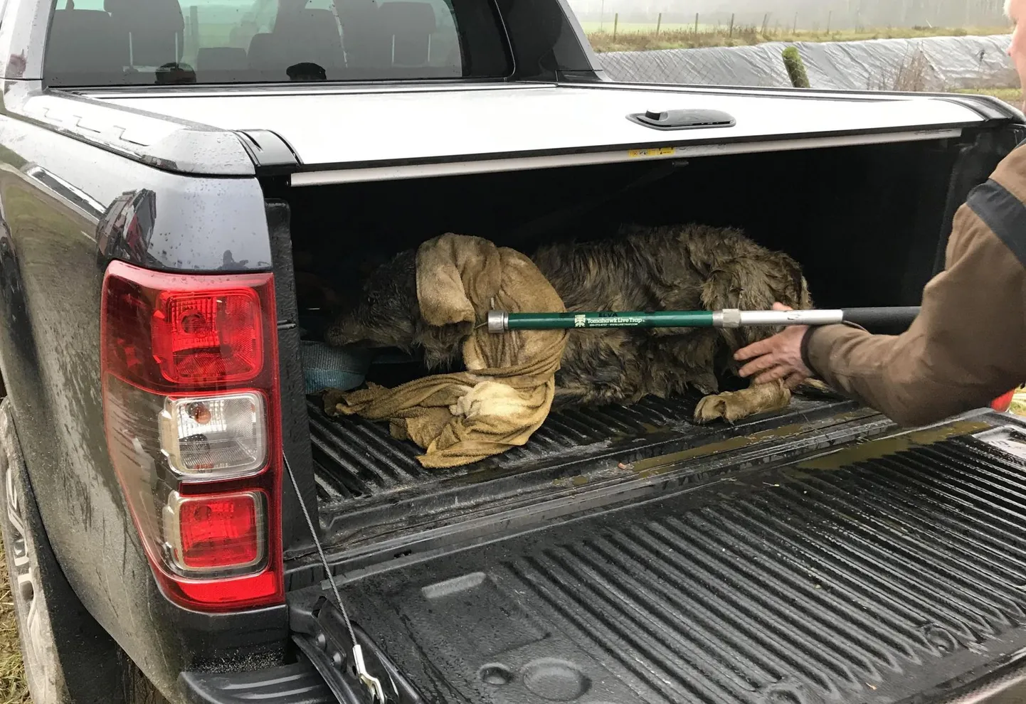 Virtsahoidlast välja aidatud hunt pandi jahimehe auto kasti. Edasi viis ta tee Tartusse kasimisele ja kuivatamisele.