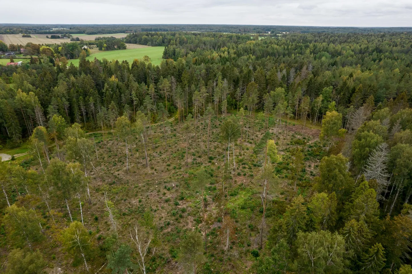 2021. aastal tehtud raie Harjumaal Nabala-Tuhala kaitsealal Tuhala piiranguvööndis asuvas Natura 2000 metsaelupaigas.