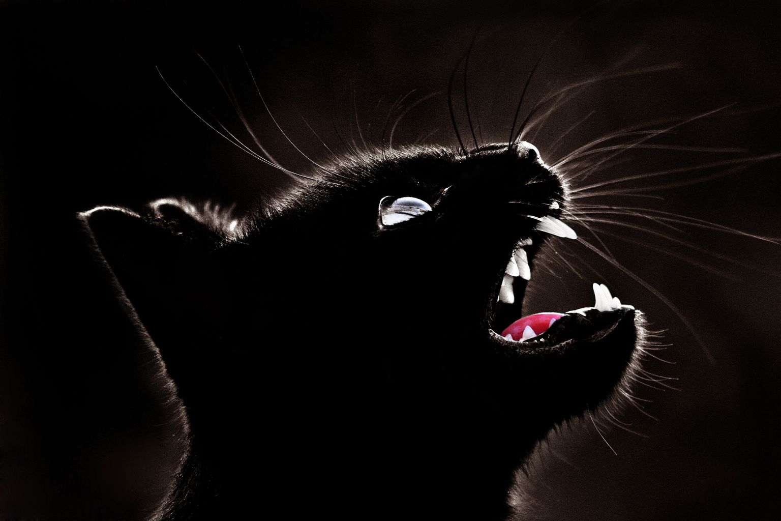 Черный кот. Иллюстративный снимок.