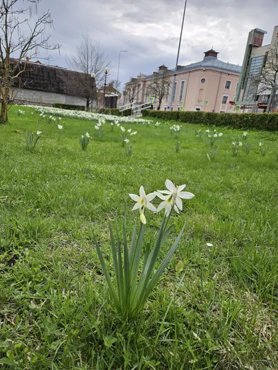 Ilmselt on mügri üritanud selle nartsissi sibulat oma "sahvrisse" tassida, kuid väsis ja sibul jäi keset muruplatsi.
