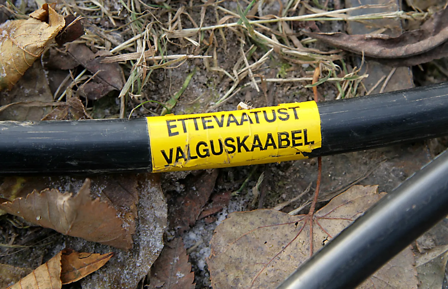 Artikli foto