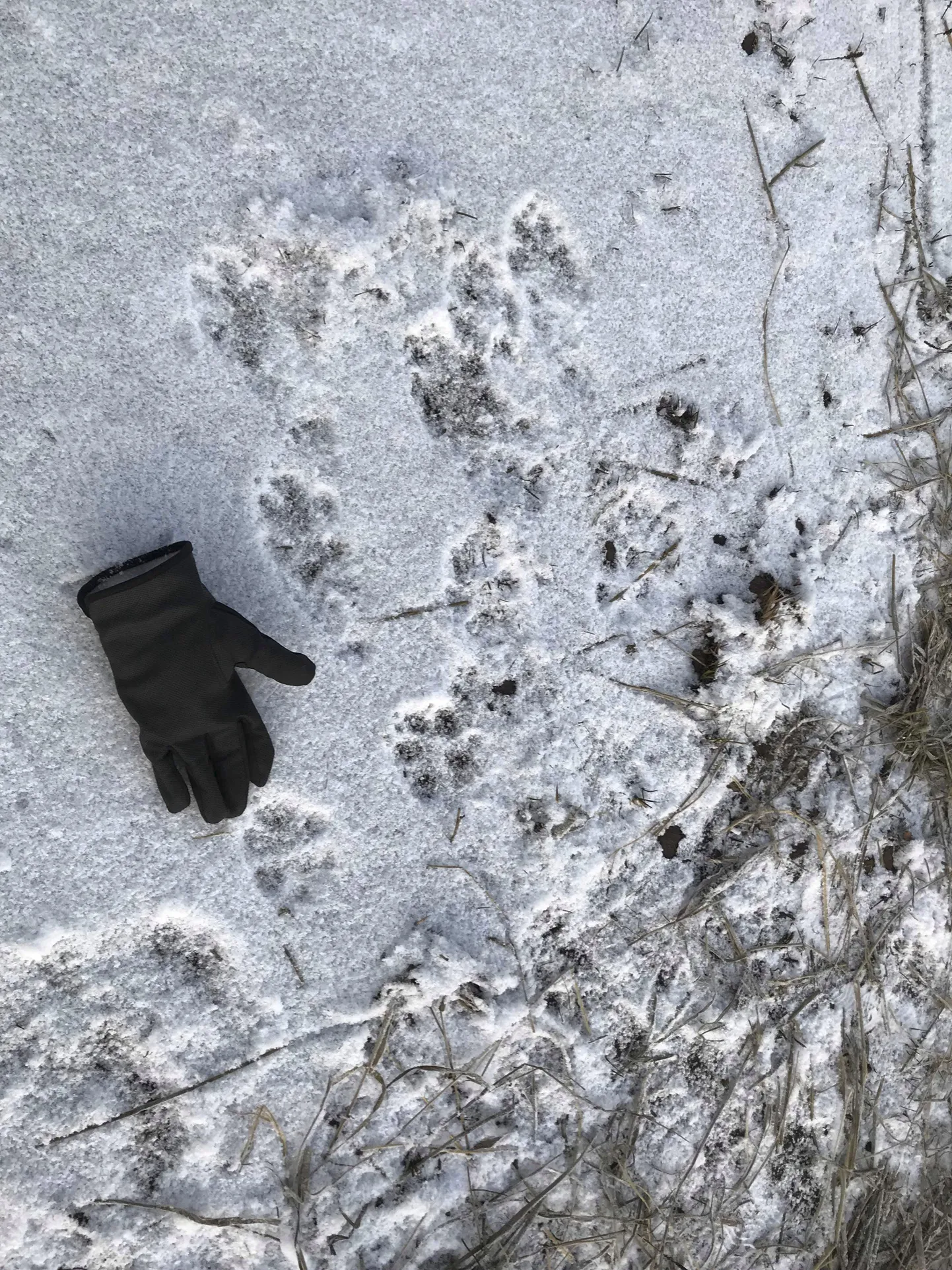 Kui esimese rünnaku ajal oli Raimond Tammoja lambaaedikus näha nii suuri kui väikeseid hundijälgi, siis selle nädala algul toime pandud murdmise paiga juures jäid jahimehel silma vaid suure looma jäljed.