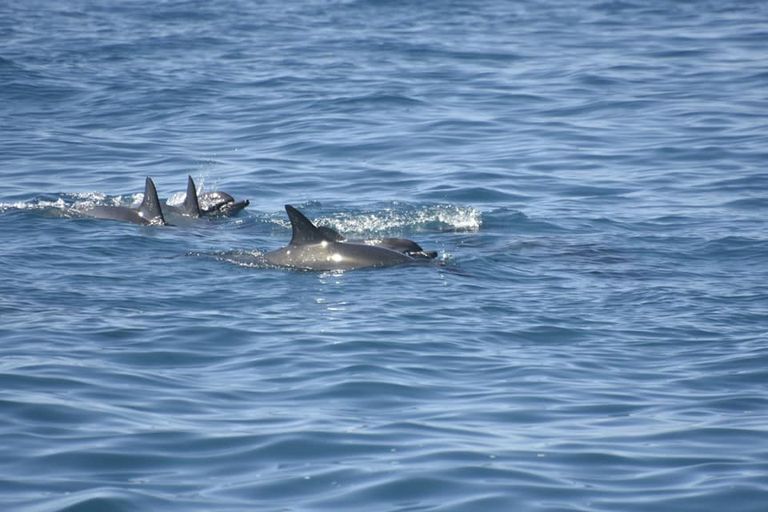 Delfiinid Hawaiil, 1. oktoober 2019
