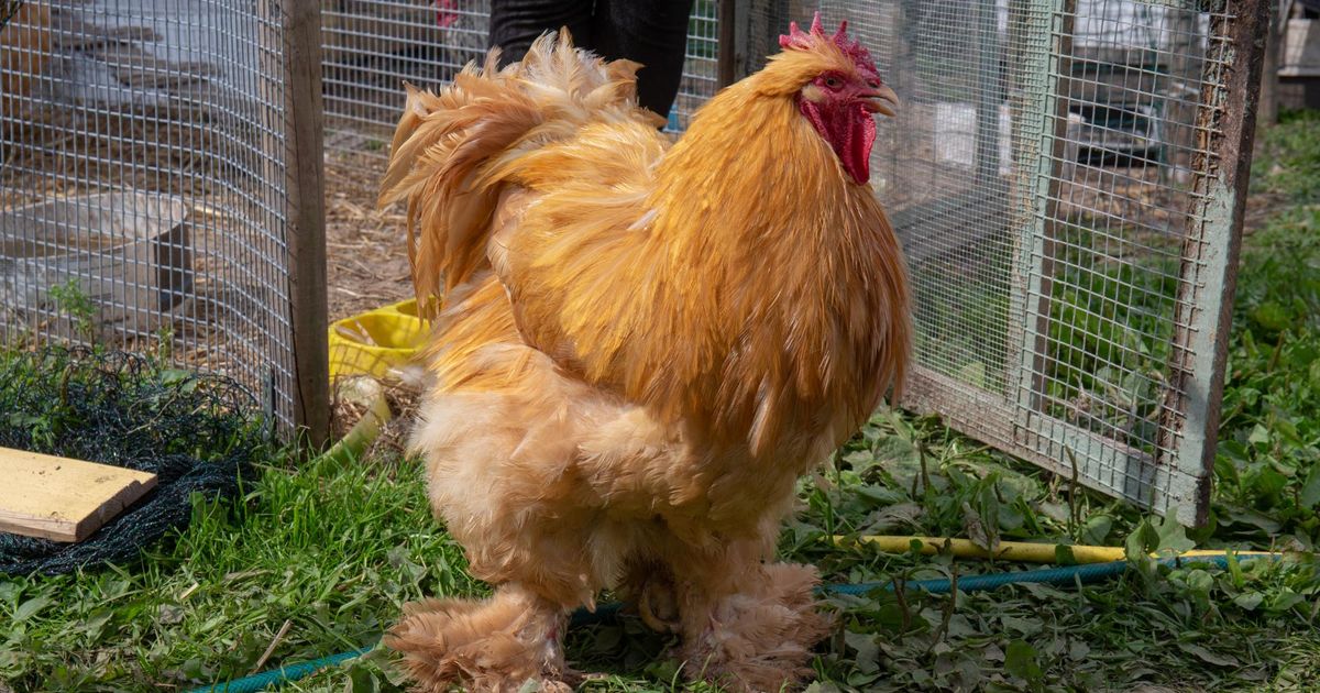 Populaarsemate talude seas on ka kaks Lääne-Viru ettevõtet