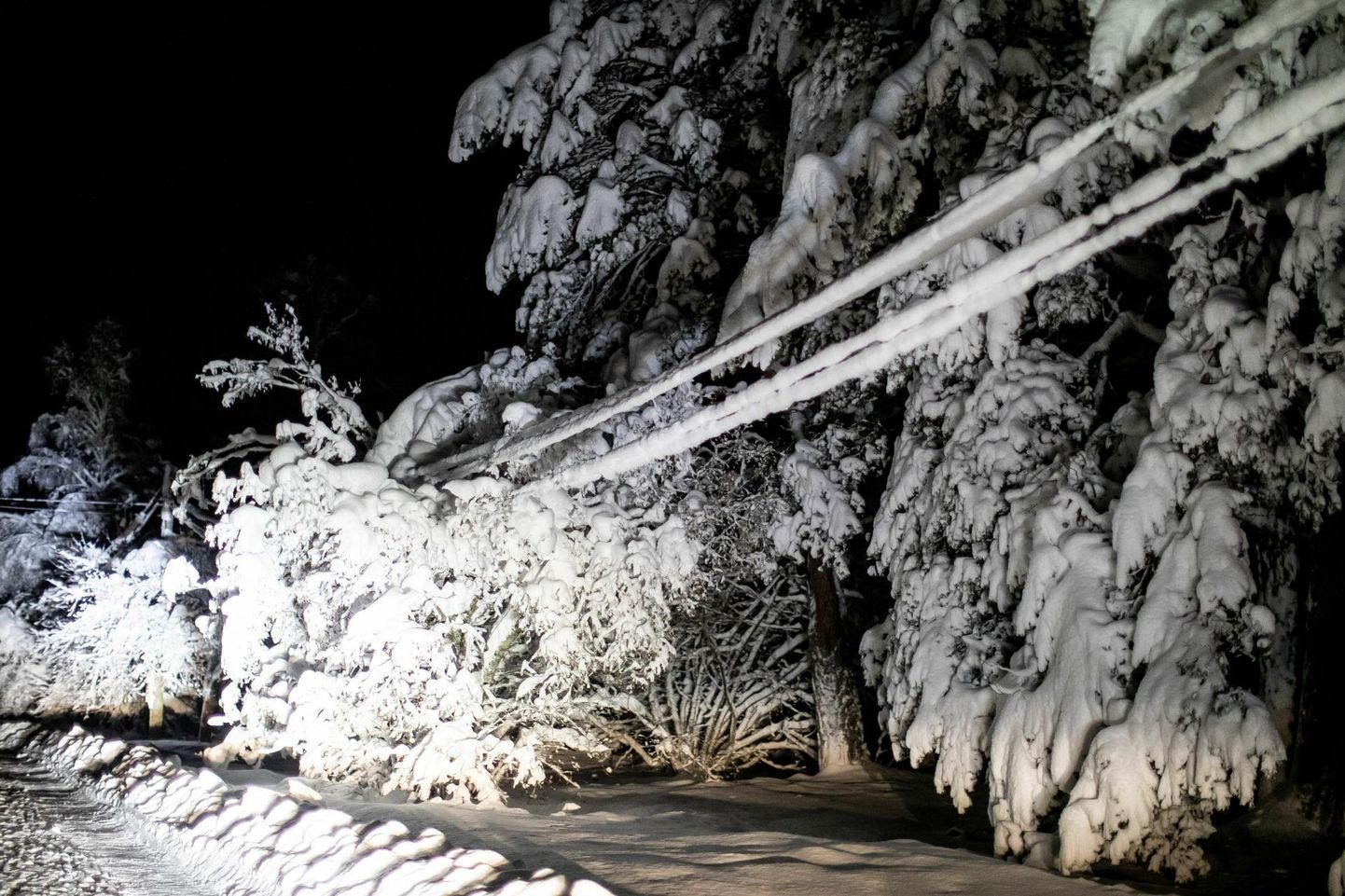 Ilvese ega Tammuru külas ei pidanud elektrikaablid lumekoorma all vastu.