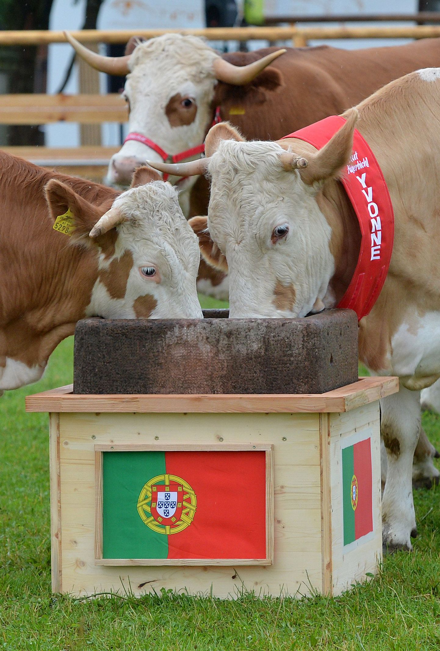 Lehm Yvonne ja teised lehmas söömas Portugali lipuga anumast