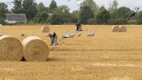 Sookured valmistuvad suurte parvedena lõunamaareisiks