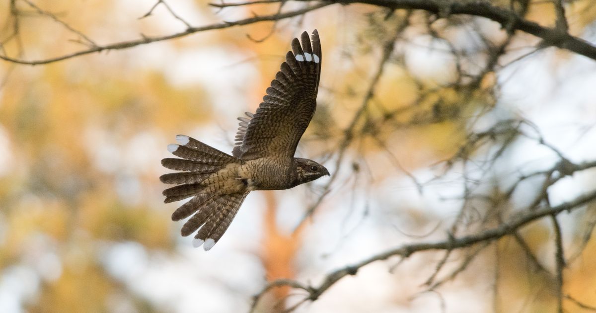 Salapärane öösorr käib Eestis suvitamas