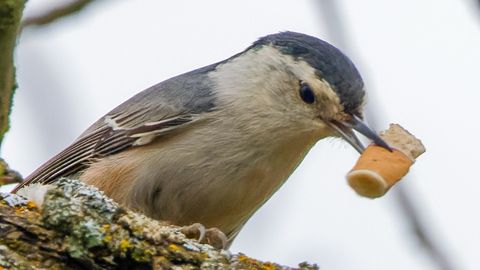 Linnud on sattunud sigarettidest sõltuvusse – siiski mitte päris nii nagu inimesed