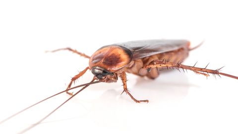 Study: Cockroaches Develop and Use Collective Memory Through Social Interaction