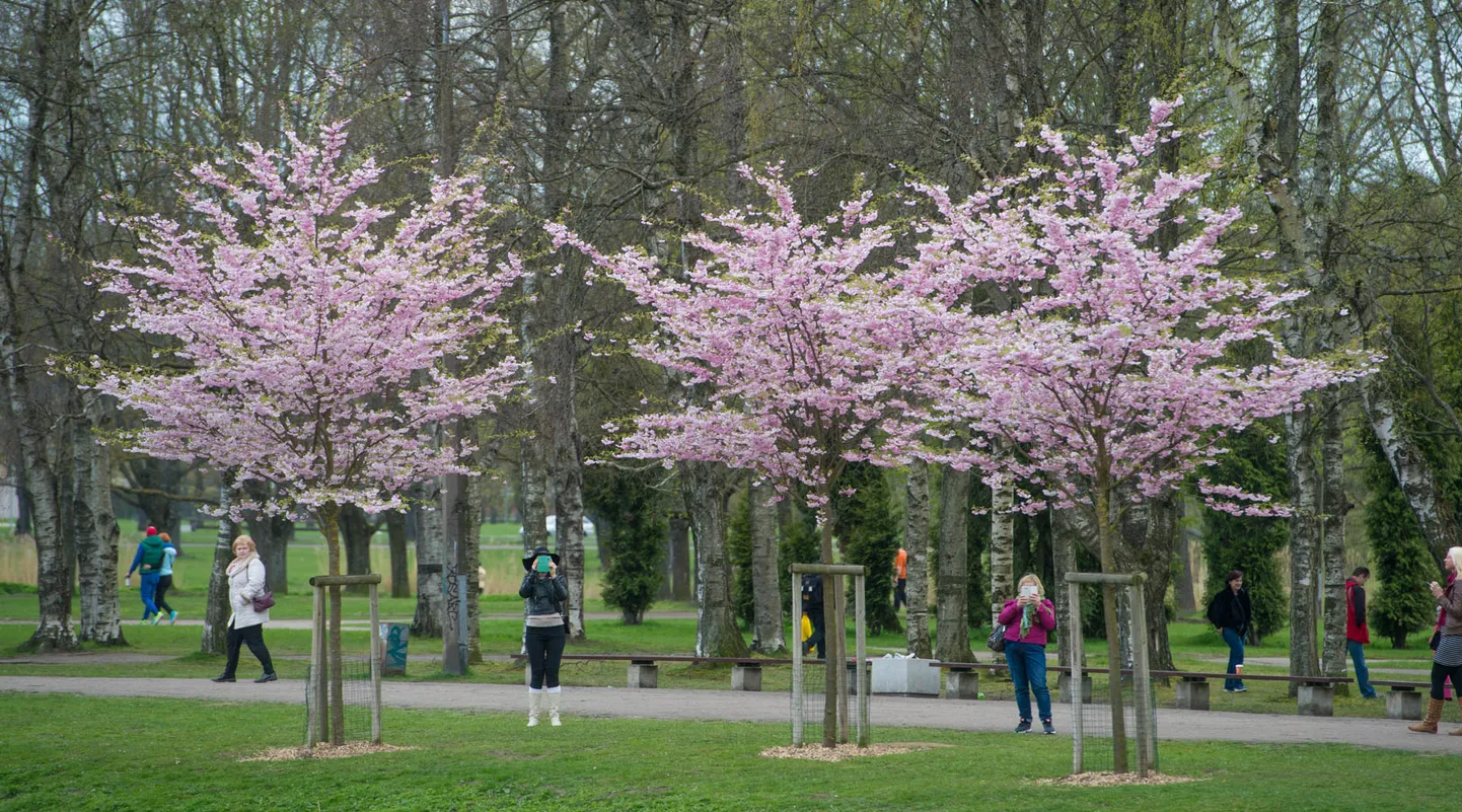 Raksta foto