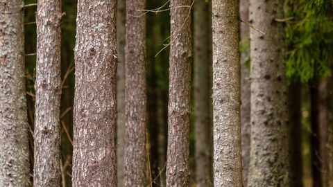 Ümberarvutamise tulemusena kasvas Saaremaal metsamaade pindala